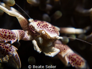 Porcellan crab by Beate Seiler 